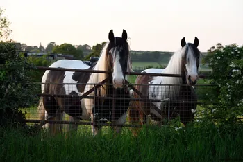 Curious horses.jpg